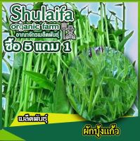 เมล็ดพันธุ์ผักบุ้งแก้ว 10กรัม เมล็ดผักบุ้งแก้ว ผักบุ้งเย็นตาโฟ ลำอวบใหญ่ ยอดสวย เป็นทีนิยมของตลาด ปลูกง่าย