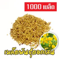 เมล็ดดอกโสน 1000 เมล็ด Sesbania เมล็ดพันธุ์ดอกโสน เมล็ดโสนดอกใหญ่ โสนเพาะเห็ดตับเต่า เมล็ดผักสวนครัว เมล็ดพันธุ์ผัก