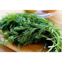 เมล็ดพันธุ์ผักชีลาว (Dill) จากบ้านสวน  ไม่ตัดต่อพันธุกรรมเก็บเมล็ดปลูกต่อได้ซองละ 25 บาท