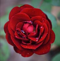 30 เมล็ด เมล็ดพันธุ์ กุหลาบมอญ สีแดง Rose seed ดอกใหญ่ ดอกหอม นำเข้าจากต่างประเทศ พร้อมคู่มือ เมล็ดสดใหม่