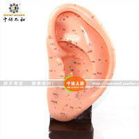 การฝังเข็ม Auricular รุ่น22ซม./รุ่นปลายหู