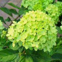 20 เมล็ด เมล็ดไฮเดรนเจีย Hydrangea Seeds สีเขียว ไฮเดรนเยียสายพันธุ์ฝรั่งเศส ของแท้ 100% อัตรางอก 70-80% มีคู่มือปลูก ปลูกในกระถางได้