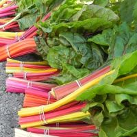 MIX SWISS CHARD (100 seeds) สวิสชาร์ตคละสี (100 เมล็ด)