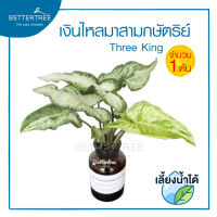 เงินไหลมาสามกษัตริย์ ทรีคิงส์ เลี้ยงน้ำได้(จำนวน 1 ช่อ) Syngonium Three Kings เงินไหล ต้นไม้ ต้นไม้เลี้ยงน้ำ ไม้ฟอกอากาศ