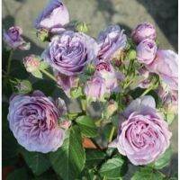 เมล็ดพันธุ์กุหลาบญี่ปุ่น ลาเวนเดอร์ คริสตัล (Lavender Crystal Japanese Rose Seed) บรรจุ 50 เมล็ด ของแท้ คุณภาพดี ราคาถูก [ไม่ใช่พืช! เป็นเมล็ดพันธุ์] [คลังสินค้าจุด][ขายตรงจากโรงงาน][ของแท้อย่างเป็นทางการ][โปรโมชั่นลดราคา][50 เมล็ดพันธุ์][เมล็ดผลไม้][เมล็