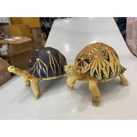 Radiated tortoise Model L โมเดลเรซิ่น เต่าราเดียตา ขนาดใหญ่ ยาว 36ซม