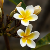 ลั่นทม หรือ ลีลาวดี หรือ วงศ์ไม้ลั่นทม (Apocynaceae) มีหลากหลายสี ขายเป็นต้น สูงประมาณ 1-2 ฟุต ติดราก