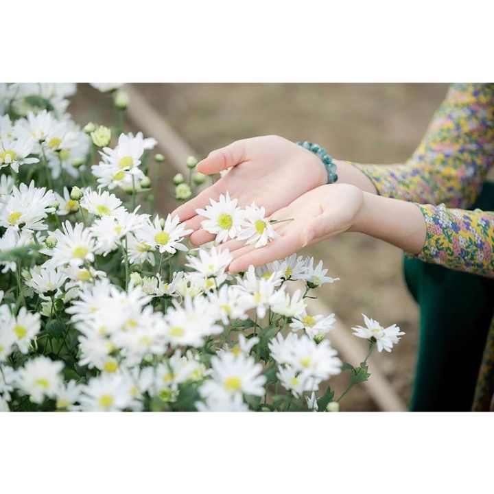 Cúc hoạ mi trắng là món quà tuyệt vời để tặng người thân trong những dịp đặc biệt. Hãy xem hình ảnh để cảm nhận được sự thanh lịch và tinh tế của loài hoa này.