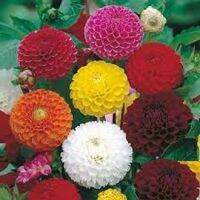 เมล็ดพันธุ์จากอังกฤษ dahlia pinnata pompon 30 เมล็ด