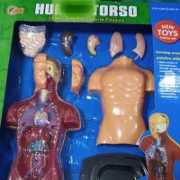 โมเดลร่างกาย Human Torso โมเดลส่วนประกอบร่างกาย