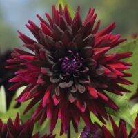 1 หัว /ชุุด เหง้า ต้นรักเร่ Dahlia Bulb สายพันธุ์ Black Wizard สีแดง หัวรักเร่ ดอกไม้ ดอกรักเร่ รักแรกพบ เฟิร์สเลิฟ ดอกไม้นำเข้า พร้อมให้ดอก