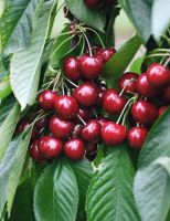 10 เมล็ด เมล็ดเชอร์รี (Cherry) Prunus avium ของแท้ 100% อัตราการงอก 70-80% มีคู่มือปลูก