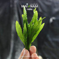 รากดำใบแหลม - MICROSORUM NARROW LEAF