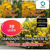 เมล็ดพันธุ์ทองอุไร 30 เมล็ด ทองอุไร       ต้นทองอุไร