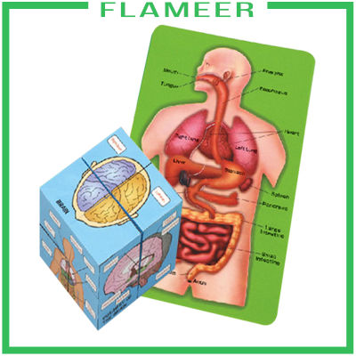 [FLAMEER]Human Organs Anatomy Puzzle Structure Cube Children Learning Toys Puzzle