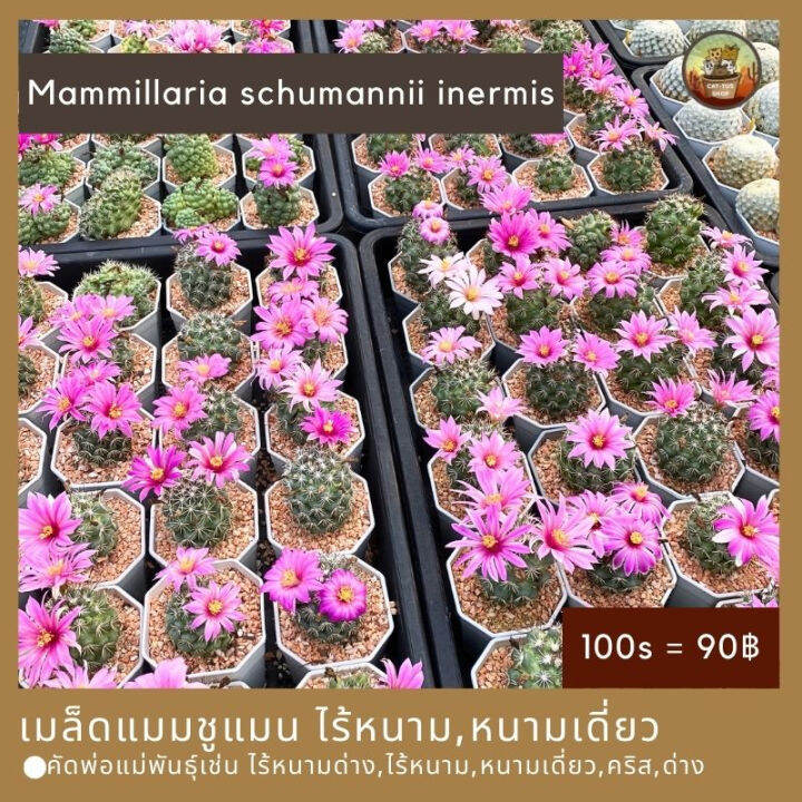 เมล็ดแมมชูแมน ไร้หนาม,ไร้หนามด่าง,หนามเดี่ยว,คริส,ด่าง Seed Mammillaria ...