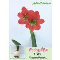 หัวว่านสี่ทิศ amaryllis ดอกสีแดง 1 หัว ปลูกง่าย ออกดอกบ่อย