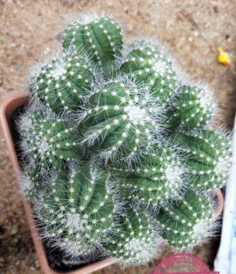 Cactus มะเฟือง 1 หน่อ (โตไปจะเป็นกอสวย ใหญ่) ส่งต้นพร้อมกระถาง