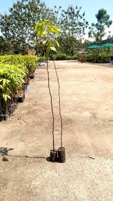 ต้นตะเคียนทอง100-120เซนติเมตร(ชุด10ต้นแถมฟรี1ต้น) 550 บาท