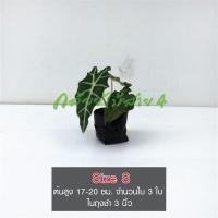 ( Pro+++ )++ ต้นแก้วสารพัดนึก (Alocasia) พันธุ์ใบใหญ่ ต้นไม้มงคล ต้นไซส์ S ต้นสูง 17-20 ซม. มีใบ 3-4 ใบ ในถุงชำ 3 นิ้ว ราคาดี ต้นไม้ ฟอก อากาศ กระถาง ต้นไม้ ไม้ ประดับ ต้นไม้ ปลูก ใน บ้าน