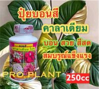 ปุ๋ยบอนสี คาลาเดียม โปร ขนาด 250ซีซี ใบสวย สีสด ใบสมบูรณ์แข็งแรง เร่งสี แทงหน่อ เร่งการเจริญเติบโต