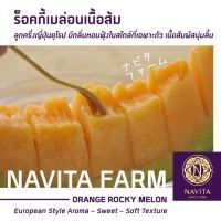 Orange Rocky Melon - ร็อคกี้เมล่อนเนื้อส้ม