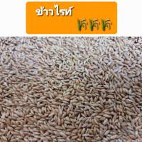 ข้าวไรย์ Canary Seed อาหารนก อาหารธัญพืชสำหรับนก (แบ่งขาย 1kg.)