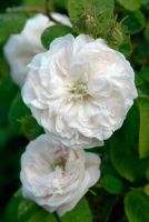 25เมล็ด เมล็ดกุหลาบ อังกฤษ พันธุ์เลื้อย สีขาว สายพันธุ์ของแท้ 100% เมล็ดกุหลาบ ดอกกุหลาบ ปลูกกุหลาบ กุหลาบหนู อัตราการงอกสูง70-80% Rose seeds