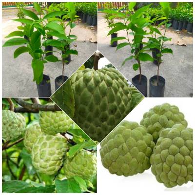 น้อยหน่าหนังภูพาน(2ต้น) บักเขียบ Sugar apple, Sweetsop Annona squamosa (สินค้าพร้อมส่ง)