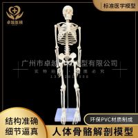 85 cm body bone with intervertebral disc and spinal nerve model 85 cm spinal bone specimen