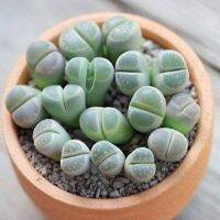 50 เมล็ดพันธุ์ Home Plant Seed เมล็ด ซักคิวเลนต์ หรือ ไม้อวบน้ำ กระบองเพชร ไลทอปส์ (Lithops) Succulent Seed อัตราการงอกของเมล็ด 80-85%