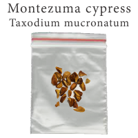 เมล็ดสน Taxodium mucronatum 1000 มิลลิกรัม Montezuma cypress  สนหนองน้ำ สนผลัดใบ บอนไซ