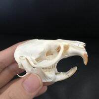 1pcs Ondatra zibethicus Muskrat skull real bone skeleton biology Animal taxidermy