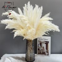 [AYIQ Flower Shop] ช่อดอกไม้ธรรมชาติแบบ Pampas Grass Bouquet จริงดอกกกแห้งจริงพืช Phragmites สำหรับการตกแต่งบ้านนอร์ดิกงานแต่งงานงานเลี้ยงเครื่องประดับโต๊ะ DIY