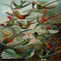 ❍ Tropical Birds Art ฟิล์มพิมพ์ผ้าไหมโปสเตอร์ Home Wall Decor 24x24inch