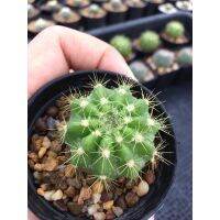 ? ถอดรากส่ง-Cactus ECHINOPSIS CALOCHLORA ดาวล้อมเดือน#แคคตัสราคาถูก# กระบองเพชร # พืชทนแล้ง # ต้นไม้ทะเลทราย ของมีพร้อมส่ง เก็บเงินปลายทาง ?