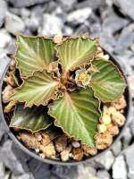 Euphorbia Tulearensis hyb.