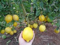 ?✨ กิ่งตอนเลมอน พันธุ์ อิตาเลี่ยนซอร์เลนโต้ ( Italian Sorrento Lemons )