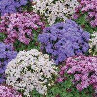 เมล็ดพันธุ์ อะเจอราตุ้ม Ageratum Houstonianum floss flower dwarf 200 เมล็ด เมล็ดพันธุ์นำเข้าจาก อังกฤษ