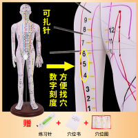 TCM Meridian Tong การฝังเข็มและการฝังเข็ม 52cm ตัวอักษรความละเอียดสูงสีทองแดงชายและหญิง