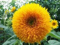 ??เมล็ดทานตะวันเทดดี้แบร์ ซองละ60เมล็ด?? - Teddy Bear Sunflower