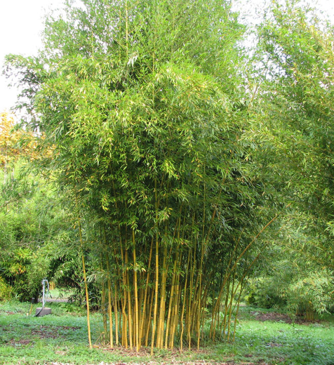 เมล็ดไผ่-เมล็ดไผ่ลำเดี่ยวลำเหลือง-นำเข้า-ชื่อสามัญ-phyllostachys-spectabilis-เป็นไผ่ประดับ-สวยงาม-นิยมมากในต่างประเทศ