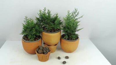 Woww สุดคุ้ม T307 สนฮิโนกิแบบพุ่ม (Hinoki Cypress) กระถาง 6 นิ้ว สูง 20-25 cm ต้นไม้ประดับแนวญี่ปุ่น นำไปดัดเป็นสนบอนไซก็ได้ ราคาโปร พรรณ ไม้ น้ำ พรรณ ไม้ ทุก ชนิด พรรณ ไม้ น้ำ สวยงาม พรรณ ไม้ มงคล