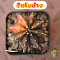 Beepees024 ยิมโนด่าง ไม้เมล็ด Gymnocalycium แคคตัส กระบองเพชร cactus&amp;succulent