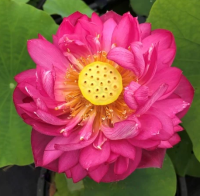 5 เมล็ด บัวนอก บัวนำเข้า บัวสายพันธุ์ PINK PEACH LOTUS, (FEN TAO) สีชมพู สวยงาม ปลูกในสภาพอากาศประเทศไทยได้ ขยายพันธุ์ง่าย เมล็ดสด