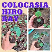 1 ต้น โคโลคาเซีย ฮิโระเบย์ Colocasia Hilo bay ปลูกได้ทั้งแบบบนดินและในน้ำ? จัดส่งแบบยกกระถาง สินค้าพร้อมส่ง