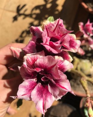 2 เมล็ด เมล็ดพันธุ์ ชวนชม สายพันธุ์ thorny สีม่วง Bonsai Desert Rose Adenium Seed กุหลาบทะเลทราย ราชินีทะเลทราย บอนไซ มีคู่มือปลูก