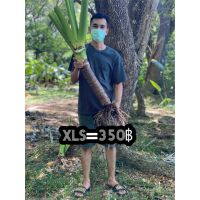 ( PRO+++ ) โปรแน่น.. XLS350บอนกระดาดยักษ์ ต้นบอลกระดาษยักษ์ #อโลคาเซีย Alocasia #ต้นบอนกระดาด #บอนกระดาดยักษ์ #หูช้าง #บอนยักษ์ #บอนกระดาด ราคาสุดคุ้ม พรรณ ไม้ น้ำ พรรณ ไม้ ทุก ชนิด พรรณ ไม้ น้ำ สวยงาม พรรณ ไม้ มงคล