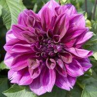 1 หัว /ชุุด เหง้า ต้นรักเร่ Dahlia Bulb สายพันธุ์ Thomas Edison สีม่วง หัวรักเร่ ดอกไม้ ดอกรักเร่ รักแรกพบ เฟิร์สเลิฟ ดอกไม้นำเข้า พร้อมให้ดอก