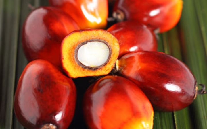 ส่งฟรี-12-ต้น-มีใบรับรอง-ต้นพันธุ์ปาล์มน้ำมัน-โกลด์เด้นเทเนอรา-gtปาล์มน้ำมันลูกผสม-dxp-oil-palm-สายพันธุ์เทเนอรา-พืชน้ำมัน-จัดส่งแบบห่อตุ้ม